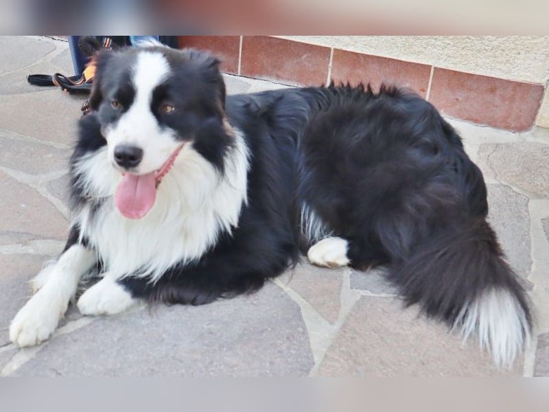 Australian Shepherd Deckrüde, ASCA, DNA VP, black bi (rf), FREI von Gendefekten