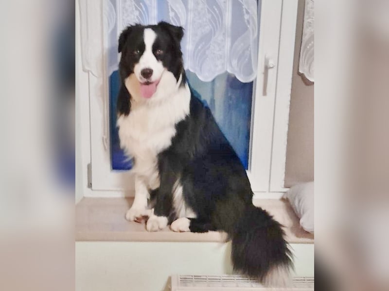 Australian Shepherd Deckrüde, ASCA, DNA VP, black bi (rf), FREI von Gendefekten
