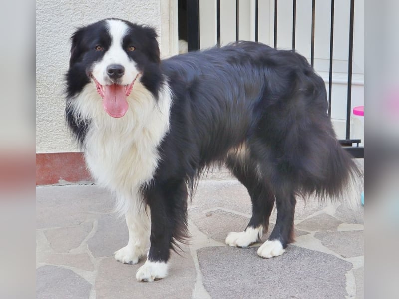 Australian Shepherd Deckrüde, ASCA, DNA VP, black bi (rf), FREI von Gendefekten