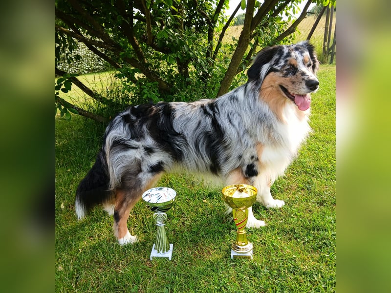 Australian Shepherd Deckrüde