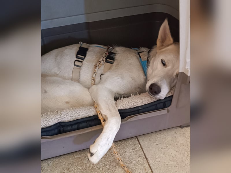 Perla: perfekter Partner für Hundesport-Freunde