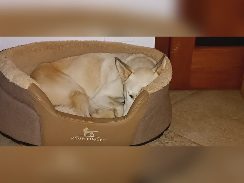 Perla: perfekter Partner für Hundesport-Freunde