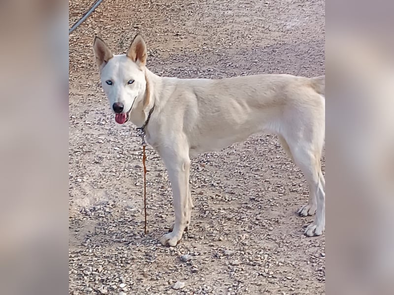 Perla: perfekter Partner für Hundesport-Freunde