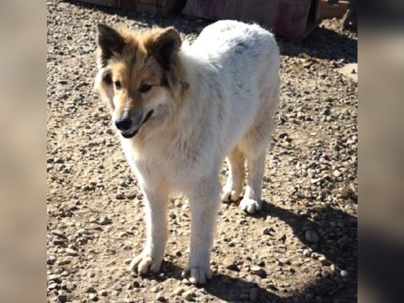 Matty 60 cm geb. 04/2023