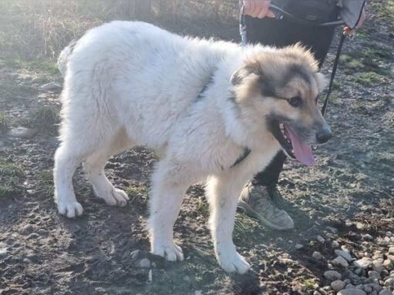 Matty 60 cm geb. 04/2023