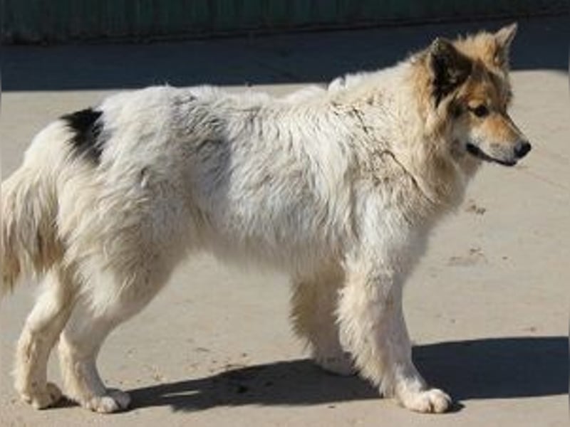 Matty 60 cm geb. 04/2023