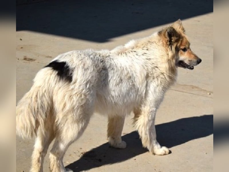 Matty 60 cm geb. 04/2023