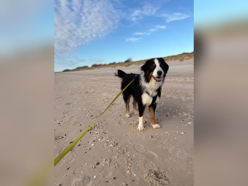 Deckrüde Australian Shepherd