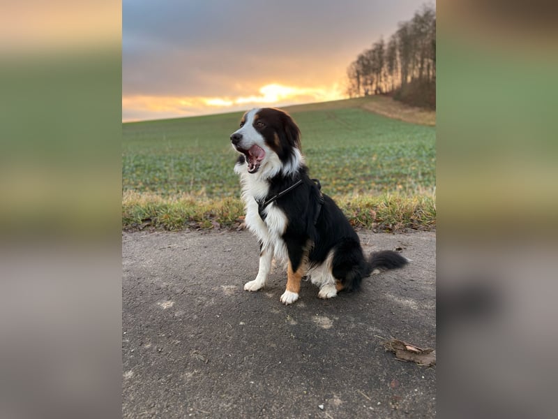 Deckrüde Australian Shepherd