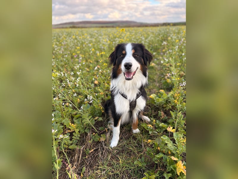 Deckrüde Australian Shepherd