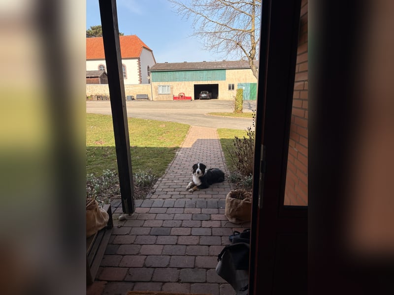 Deckrüde Australian Shepherd