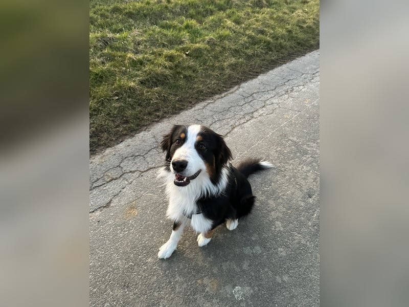 Deckrüde Australian Shepherd