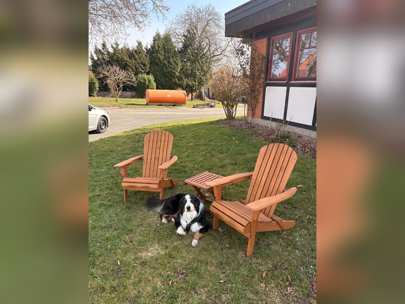 Deckrüde Australian Shepherd