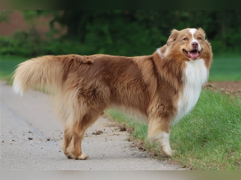 Australian Shepherd Deckrüde mit ASCA Papieren