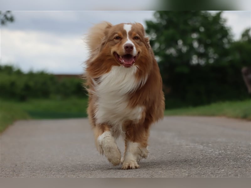 Australian Shepherd Deckrüde mit ASCA Papieren