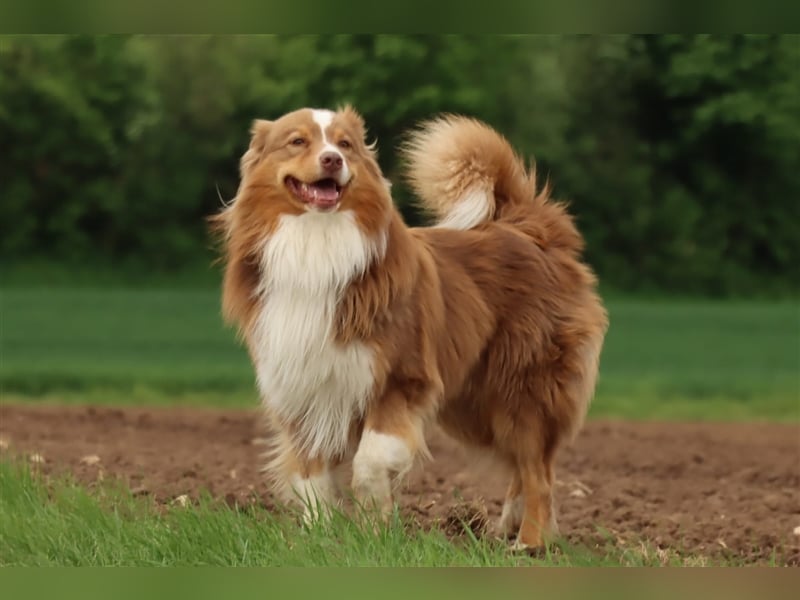 Australian Shepherd Deckrüde mit ASCA Papieren