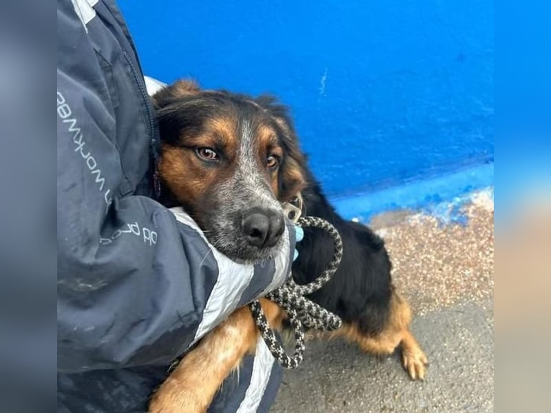 LEVIS der menschenbozogene Hund