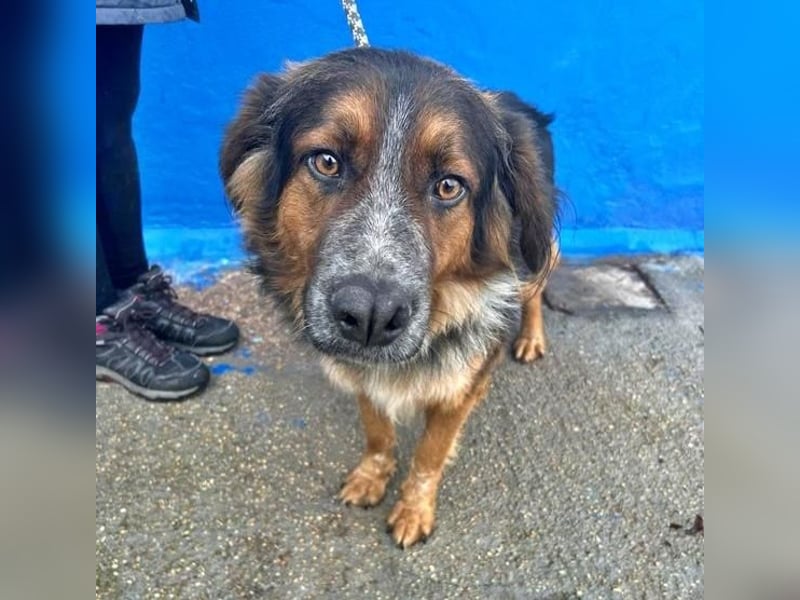 LEVIS der menschenbozogene Hund