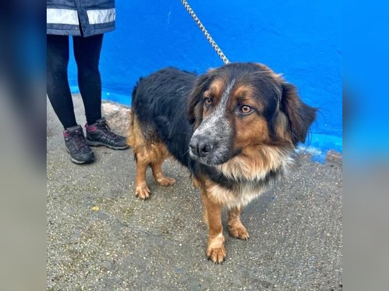 LEVIS der menschenbozogene Hund