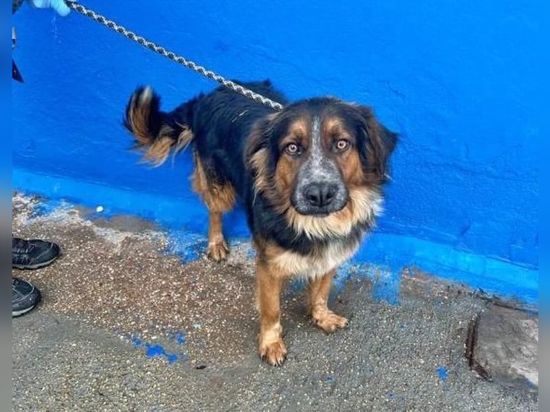 LEVIS der menschenbozogene Hund