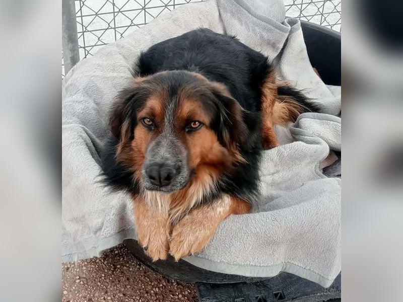 LEVIS der menschenbozogene Hund