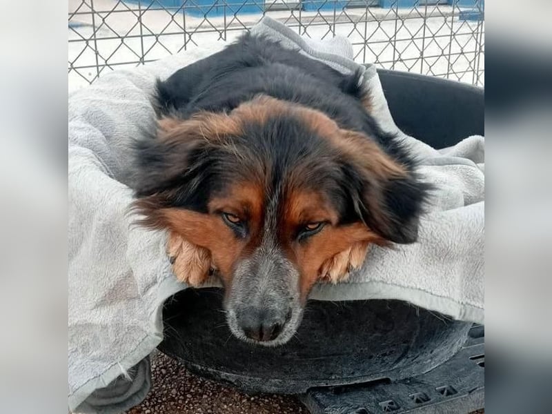 LEVIS der menschenbozogene Hund