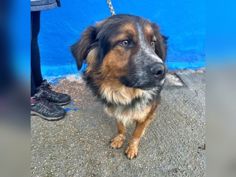 LEVIS der menschenbozogene Hund