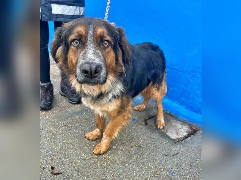 LEVIS der menschenbozogene Hund