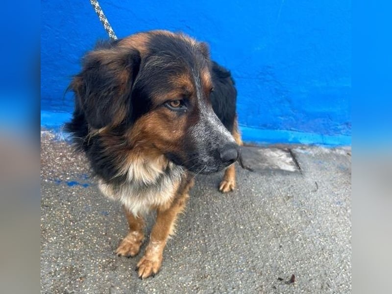 LEVIS der menschenbozogene Hund