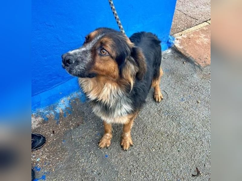 LEVIS der menschenbozogene Hund