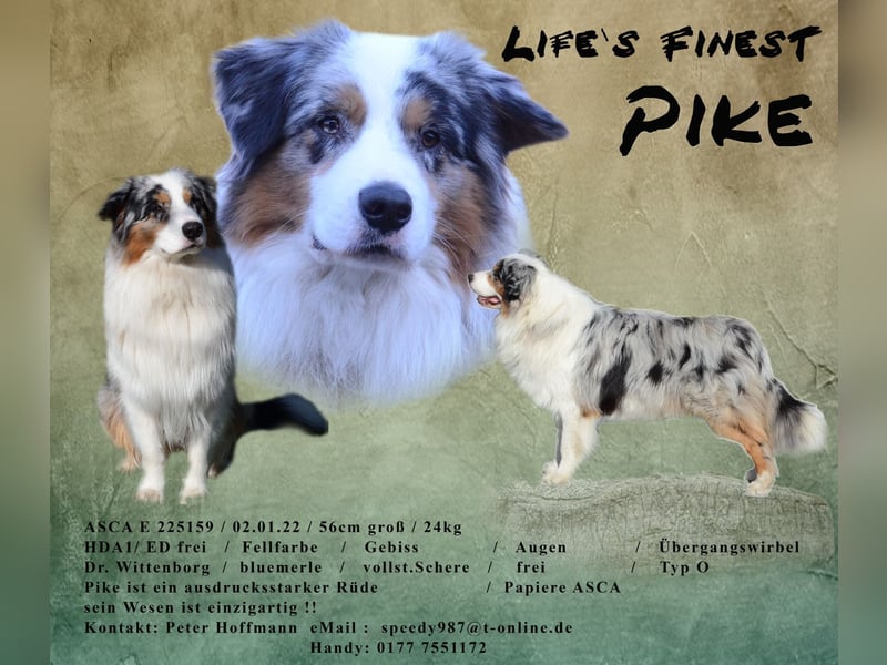 Pike blue merle (Australian Shepherd)