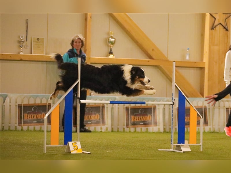 Maori's Hei Toki -  BlackTri Australian Shepherd Deckrüde DNA-VP, RF, BH -VT, RO3, ROIC, Agi A2