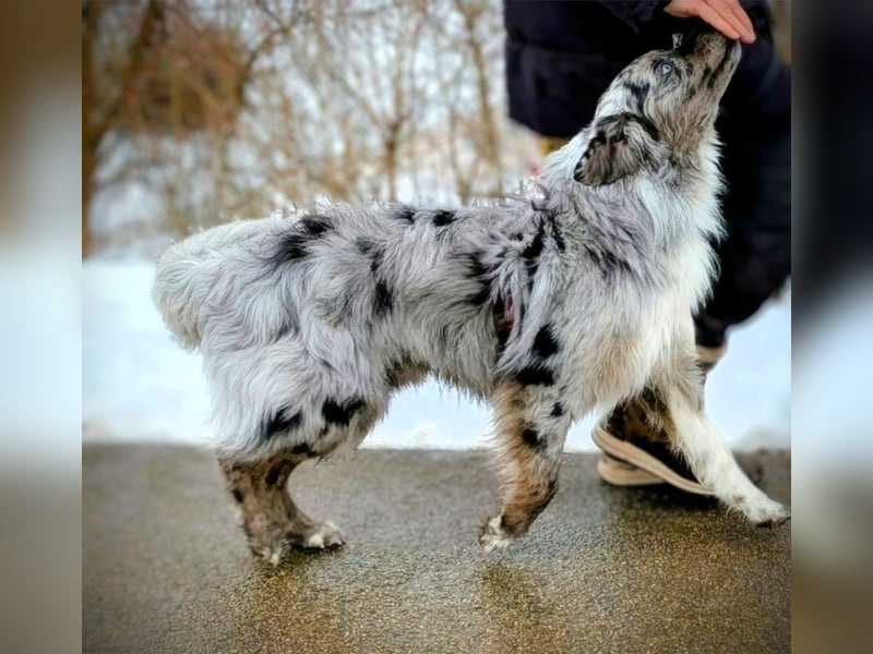 Lamido Blue Lagoon DNA VP - Australian Shepherd Deckrüde - COI 2.92, bicolor ,red factored, ROB/1, 2