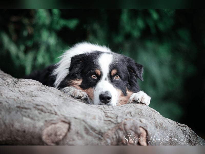 Maori's Hei Toki -  BlackTri Australian Shepherd Deckrüde DNA-VP, RF, BH -VT, RO3, ROIC, Agi A2