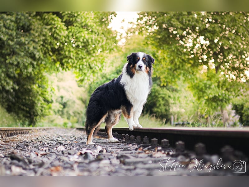 Maori's Hei Toki -  BlackTri Australian Shepherd Deckrüde DNA-VP, RF, BH -VT, RO3, ROIC, Agi A2