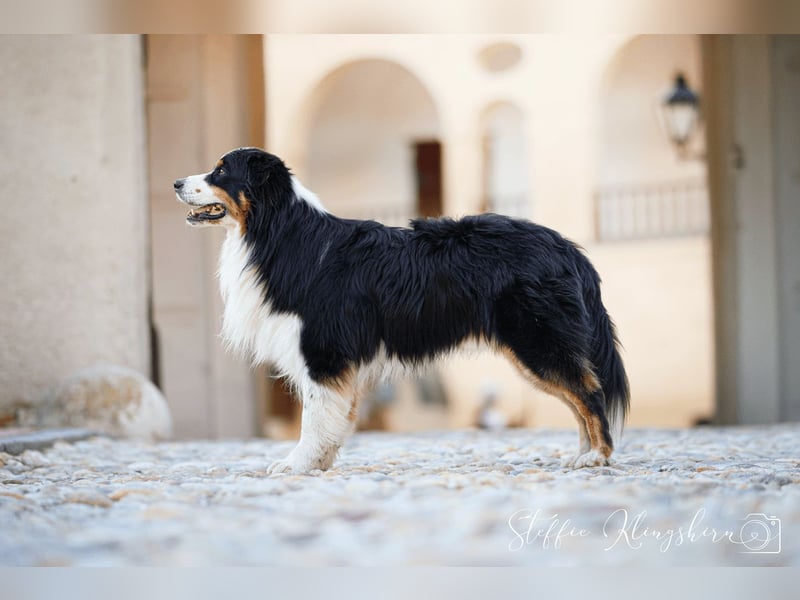 Maori's Hei Toki -  BlackTri Australian Shepherd Deckrüde DNA-VP, RF, BH -VT, RO3, ROIC, Agi A2