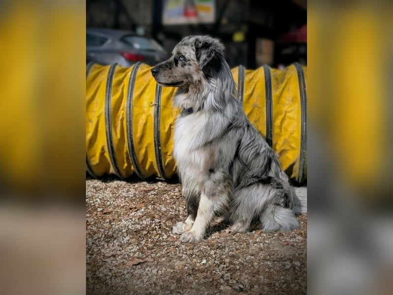 Lamido Blue Lagoon DNA CP - Australian Shepherd Deckrüde - COI 2.92, bicolor ,red factored, ROB/1