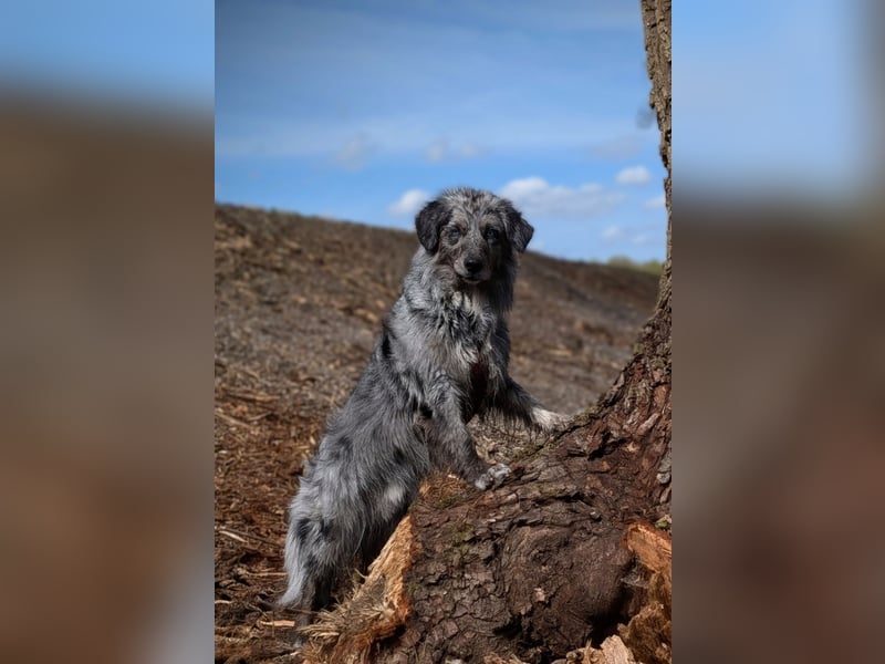 Lamido Blue Lagoon DNA CP - Australian Shepherd Deckrüde - COI 2.92, bicolor ,red factored, ROB/1