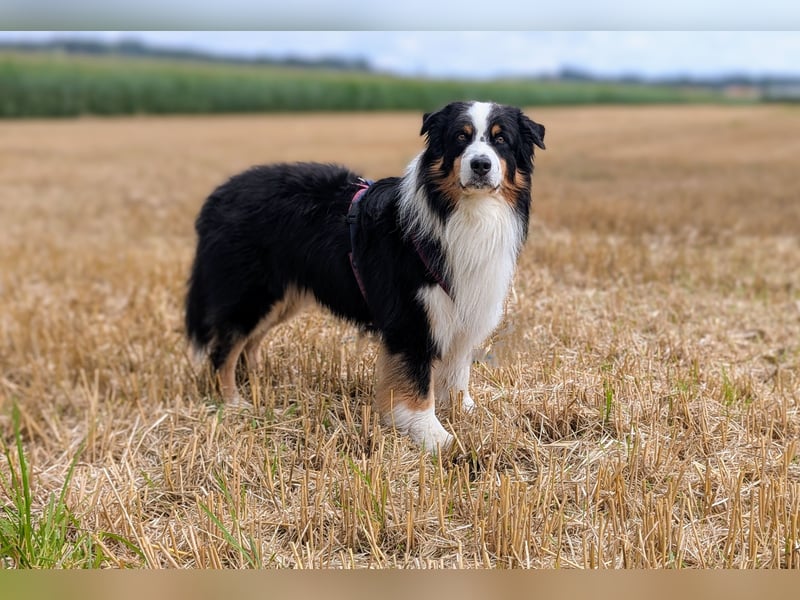 Maori's Hei Toki -  BlackTri Australian Shepherd Deckrüde DNA-VP, RF, BH -VT, RO3, ROIC, Agi A2