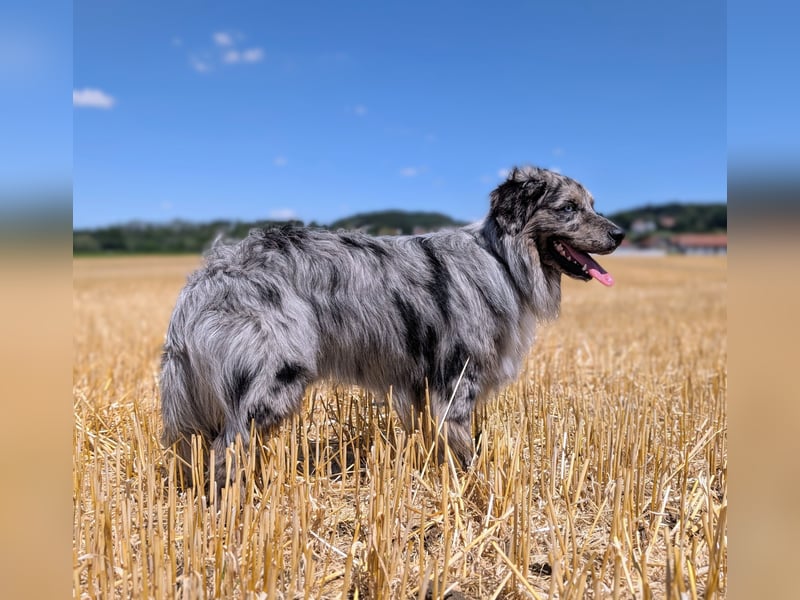 Lamido Blue Lagoon DNA-VP - Australian Shepherd Deckrüde - COI 2.92, bicolor ,red factored, ROB/1, 2