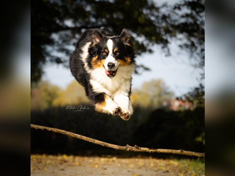 Maori's Hei Toki -  BlackTri Australian Shepherd Deckrüde DNA-VP, RF, BH -VT, RO3, ROIC, Agi A2