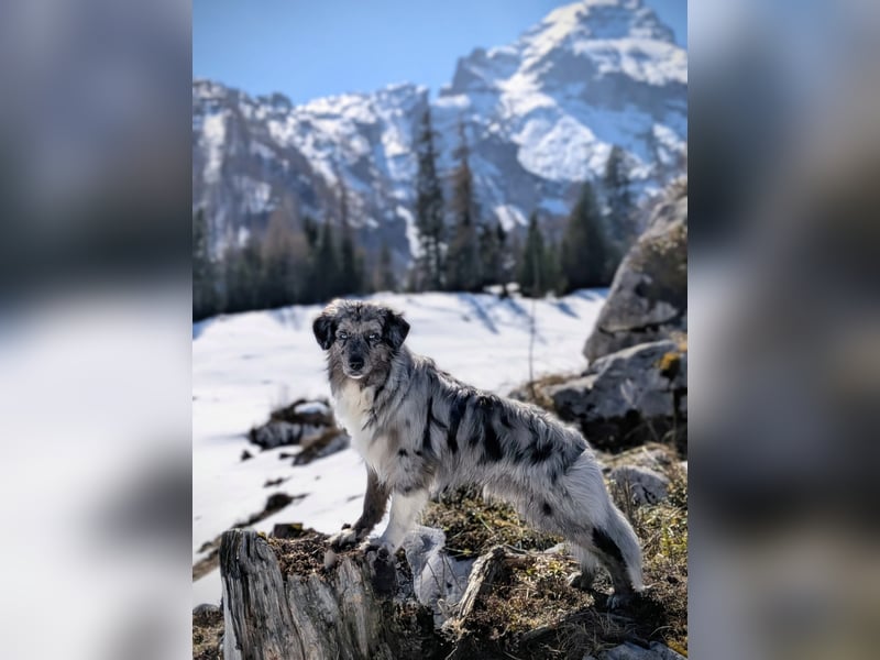 Lamido Blue Lagoon DNA CP - Australian Shepherd Deckrüde - COI 2.92, bicolor ,red factored, ROB/1