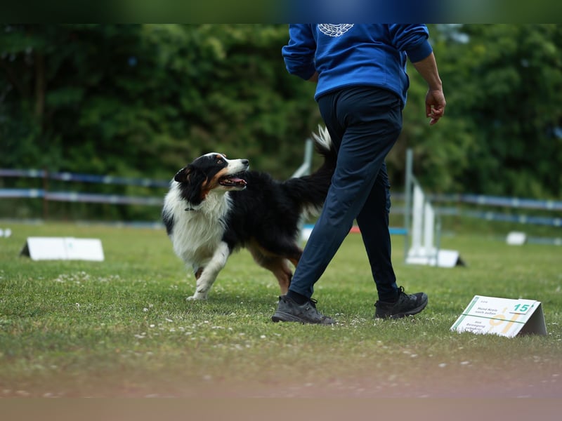 Maori's Hei Toki -  BlackTri Australian Shepherd Deckrüde DNA-VP, RF, BH -VT, RO3, ROIC, Agi A2