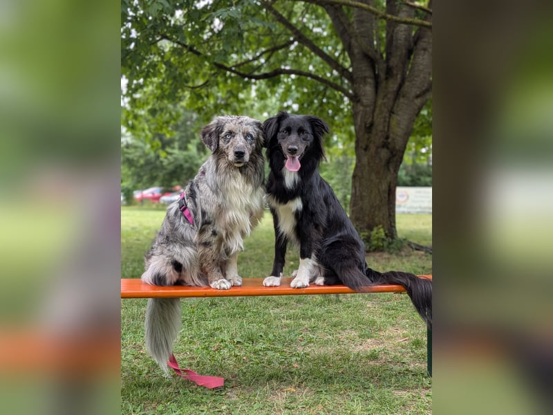 Lamido Blue Lagoon DNA-VP - Australian Shepherd Deckrüde - COI 2.92, bicolor ,red factored, ROB/1, 2