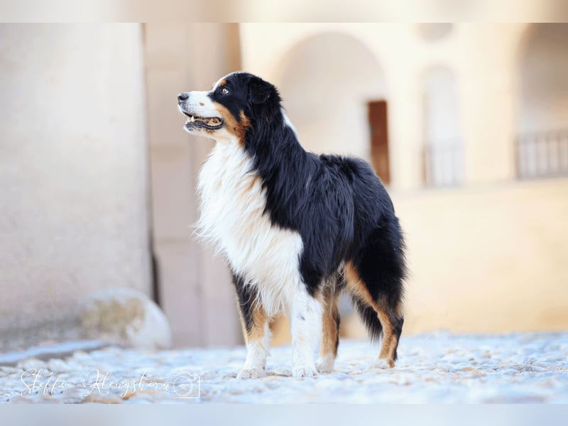 Maori's Hei Toki -  BlackTri Australian Shepherd Deckrüde DNA-VP, RF, BH -VT, RO3, ROIC, Agi A2