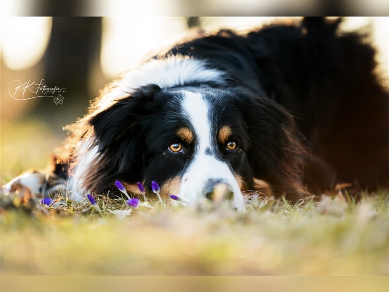 Maori's Hei Toki -  BlackTri Australian Shepherd Deckrüde DNA-VP, RF, BH -VT, RO3, ROIC, Agi A2