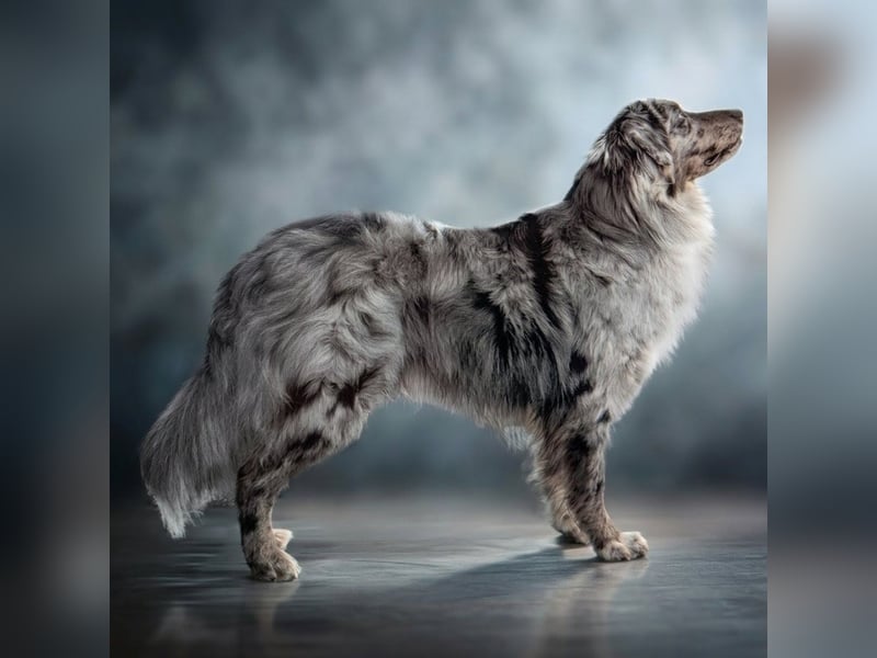 Lamido Blue Lagoon DNA CP - Australian Shepherd Deckrüde - COI 2.92, bicolor ,red factored, ROB/1