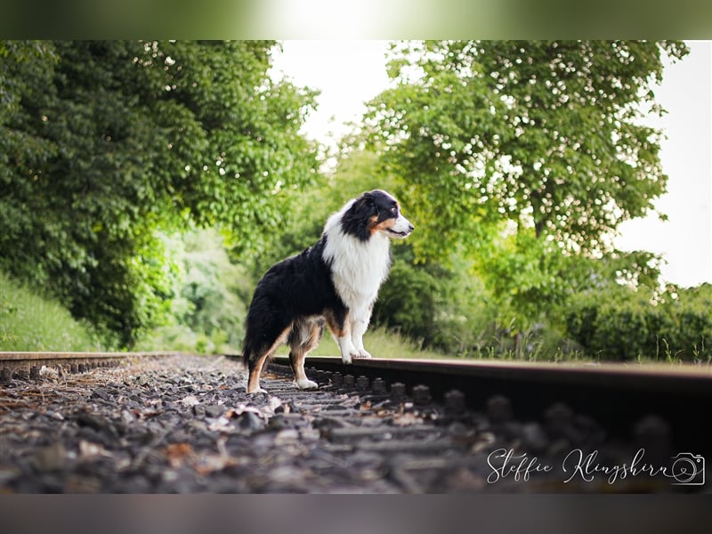 Maori's Hei Toki -  BlackTri Australian Shepherd Deckrüde DNA-VP, RF, BH -VT, RO3, ROIC, Agi A2