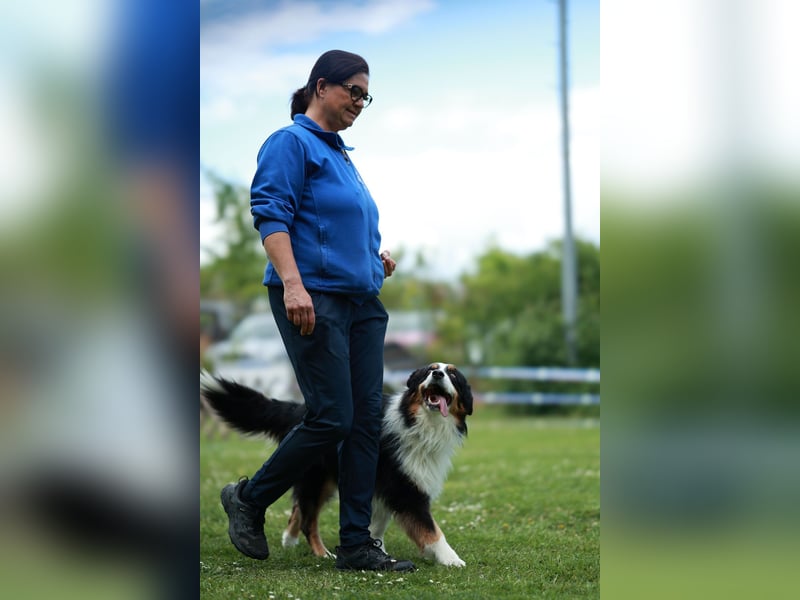 Maori's Hei Toki -  BlackTri Australian Shepherd Deckrüde DNA-VP, RF, BH -VT, RO3, ROIC, Agi A2