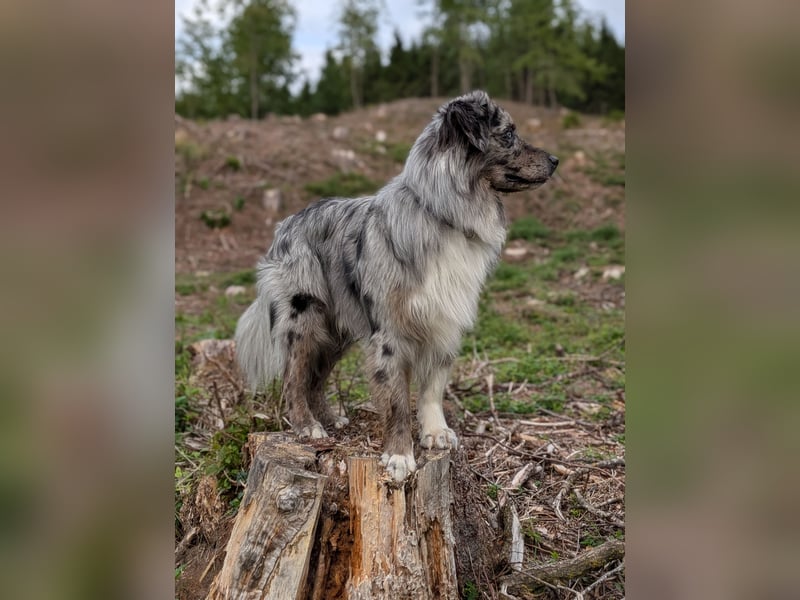 Lamido Blue Lagoon DNA-VP - Australian Shepherd Deckrüde - COI 2.92, bicolor ,red factored, ROB/1, 2